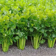 美国西芹种子 芹菜种籽高产耐旱大肉脆爽四季蔬菜洋芹种子