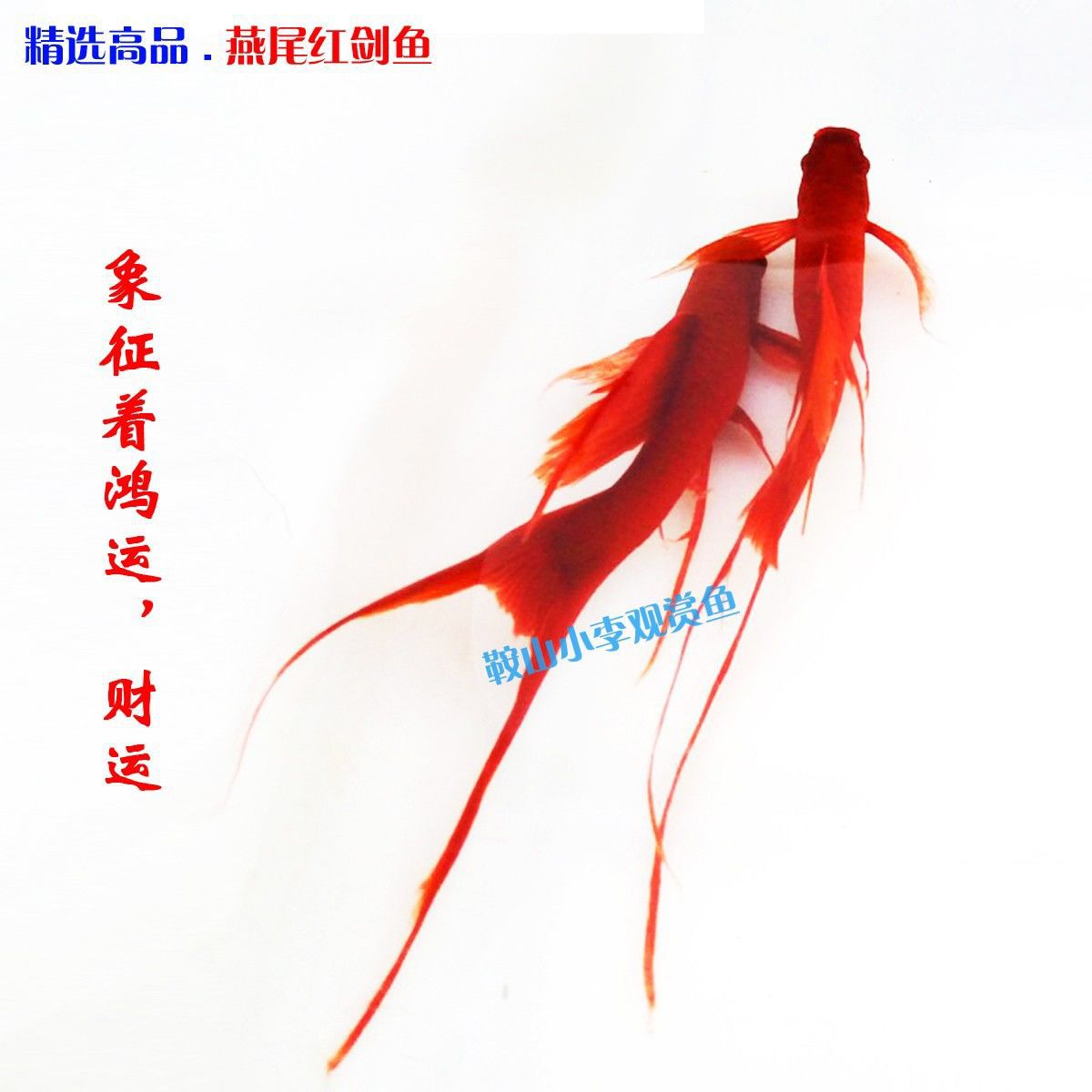 高帆红剑鱼双燕尾高鳍红箭鱼热带孔雀鱼凤尾观赏鱼红箭燕尾红剑鱼