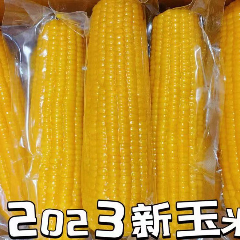 整箱批发10支东北糯玉米玉米棒真空包装玉米代餐新鲜代餐粗粮