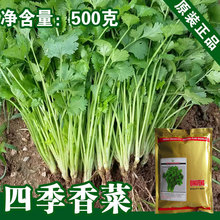 香菜种子香菜籽芫荽种子大包500克蔬菜种子批发菜种菜籽公司