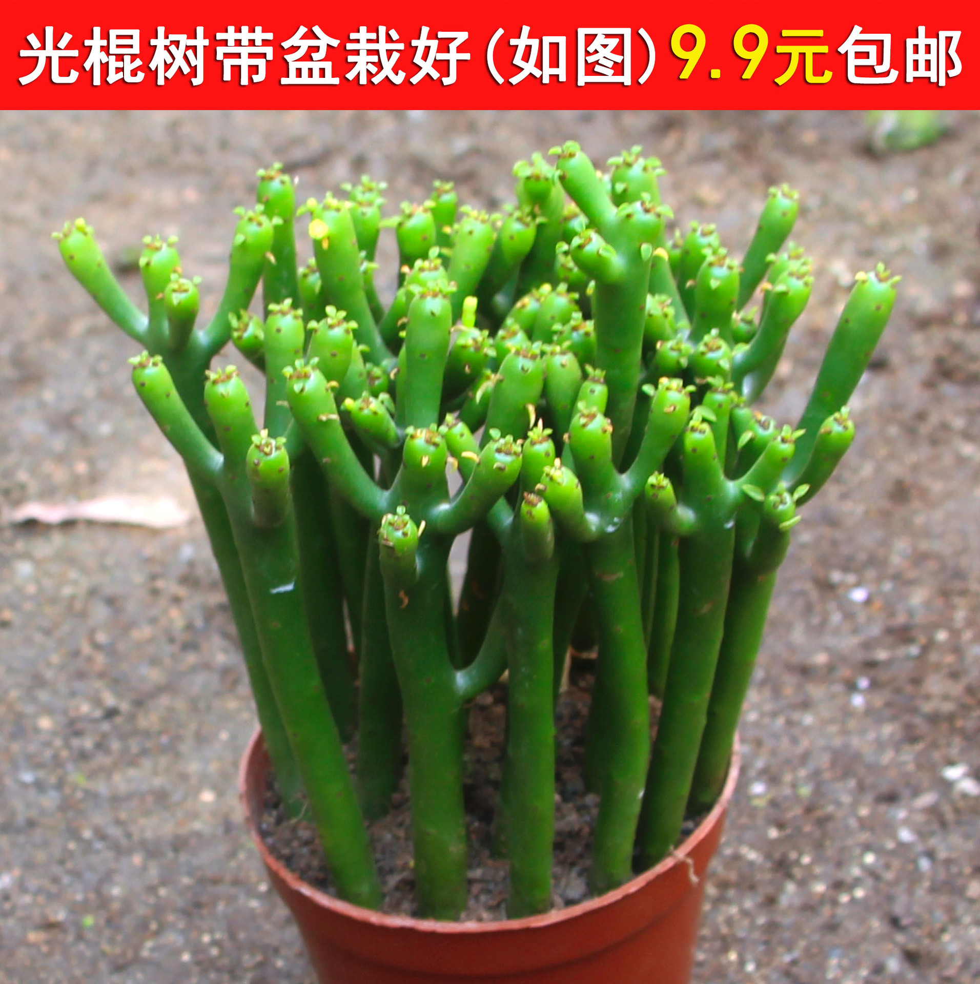 光棍树 绿珊瑚棒 绿玉树多肉植物组合盆栽套餐 多头整盆栽好包邮