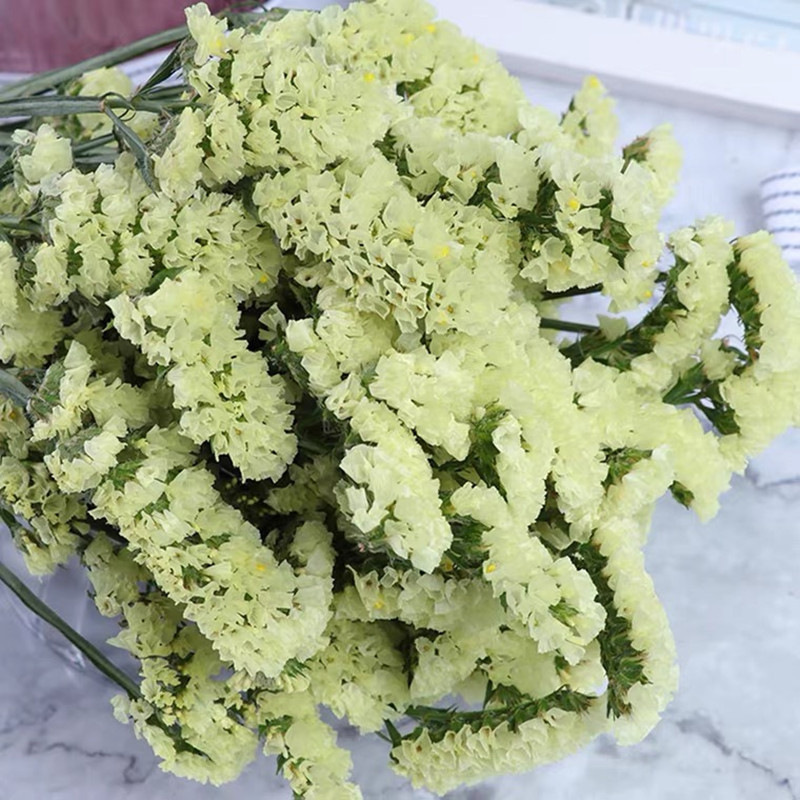 云南勿忘我称斤鲜花干插花展会摆 地摊 水晶草 情人草200斤一件