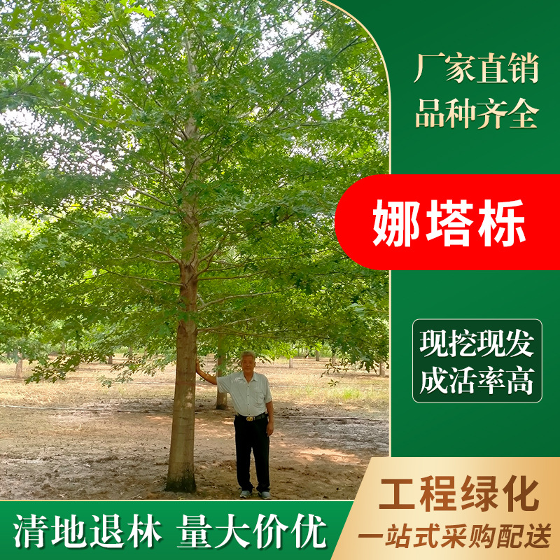 厂家直销：5-35公分娜塔栎树  北美红栎 纳塔栎 北美红橡 规格全