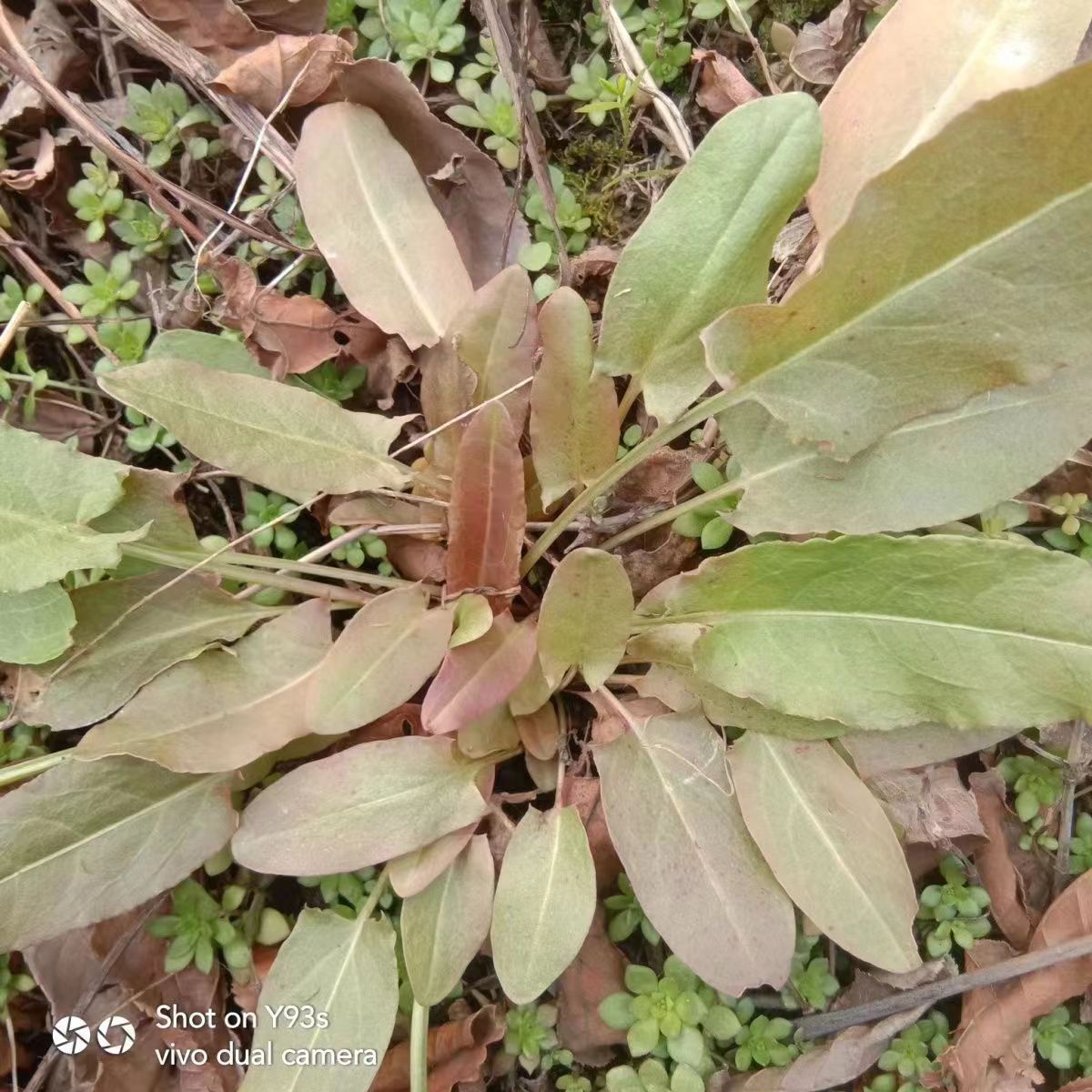 野生酸模种子中草药材酸母山羊蹄当药连酸姜多年生草本植物种籽