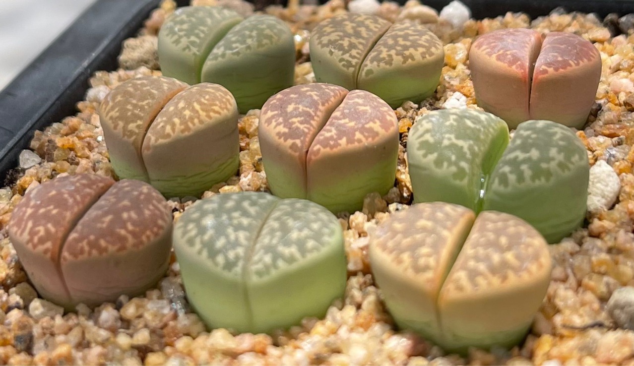 基地直发多肉植物生石花绿植盆栽花卉园艺瑙琳玉c304球形石头花pp