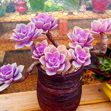 多肉植物紫珍珠佛珠玉露法师桃蛋稀老桩有室内组合盆栽绿植大肉花