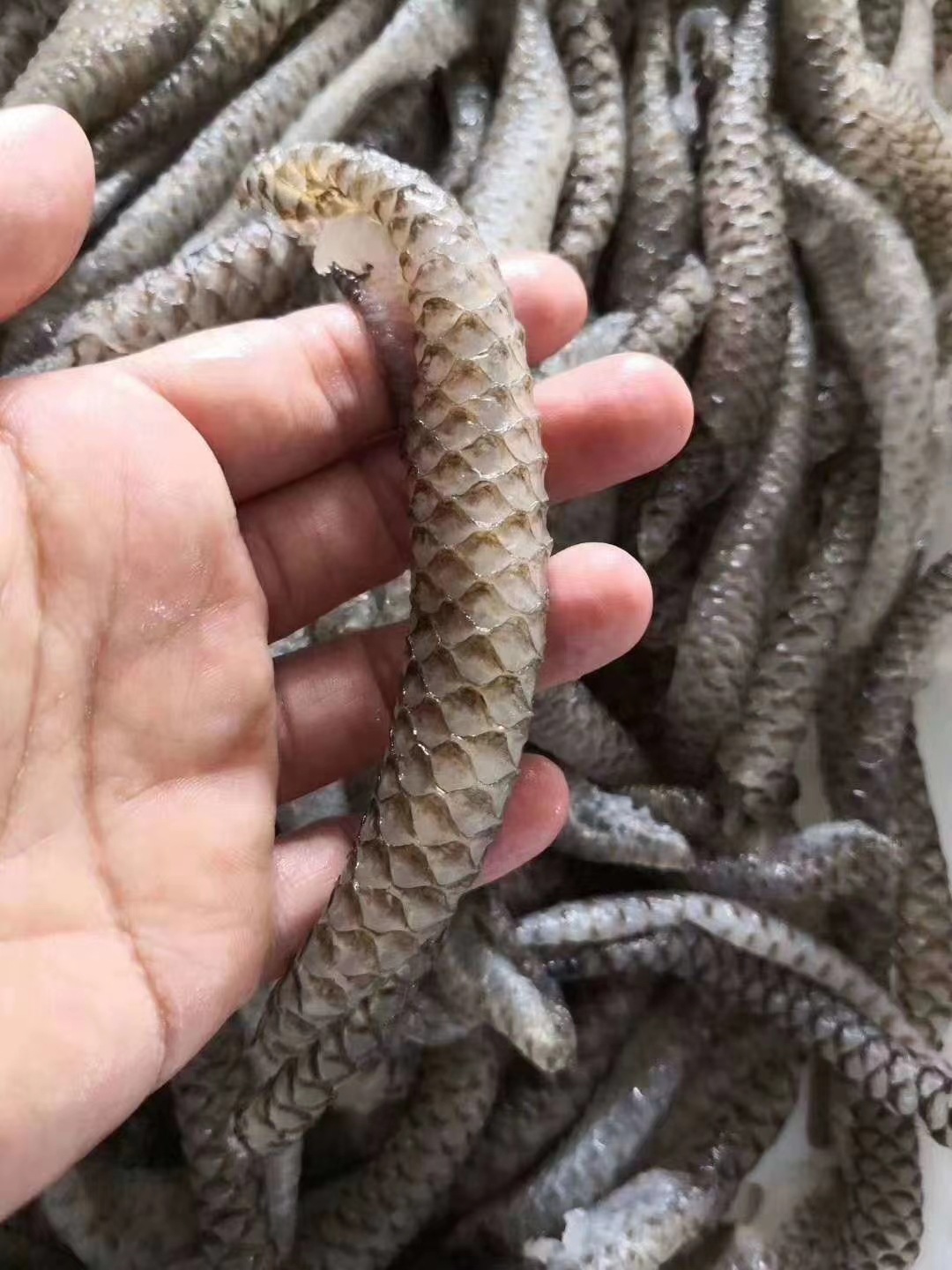 批发泡椒鱼皮清水鱼皮海底捞食材原料