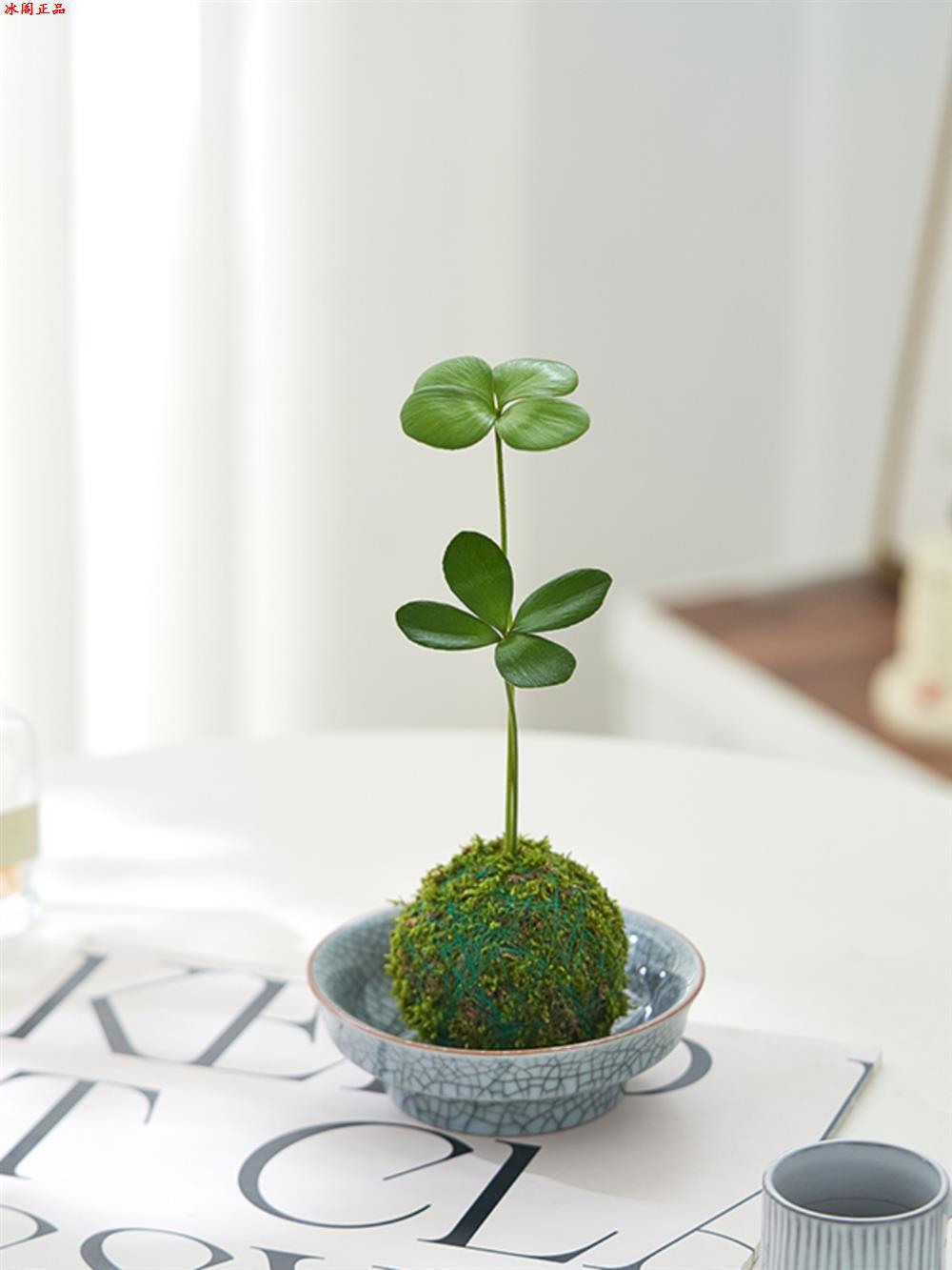 四叶草盆栽墨西哥铁苔藓球幸运草北欧风室内迷你植物办公室内小跨