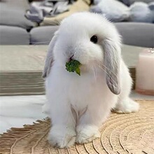 大耳朵兔子好养垂耳兔宠物兔活体可爱茶杯兔侏儒种血统疫苗齐宿舍