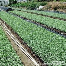 玻璃纤维杆蔬菜棚支架保温棚花棚小拱棚支架农用园艺小拱棚支杆玻