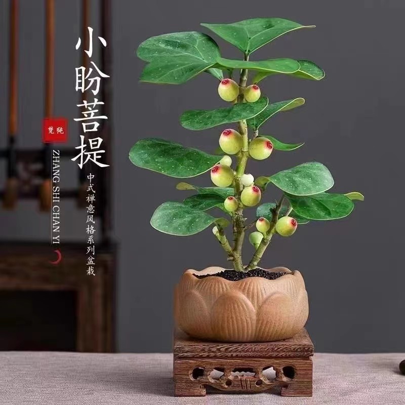 小盼菩提树盆栽带果发货室内绿植花卉客厅办公室桌面招财摆件植物