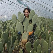 米邦塔可食用药用仙人掌多肉植物盆栽防辐射美容嫁接外敷内服