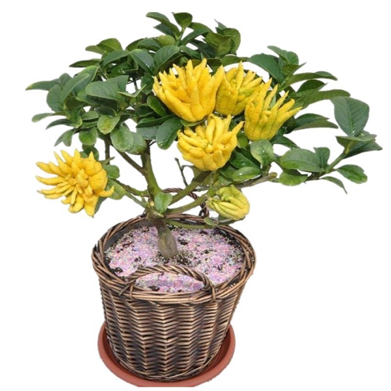 带果阳台室内盆栽庭院花卉金佛手树苗千佛手瓜水果树苗佛手柑盆栽