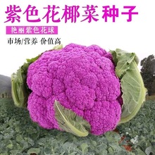 彩色花椰菜西兰花松花菜宝塔菜紫花菜春农四季阳台庭院大田播蔬菜