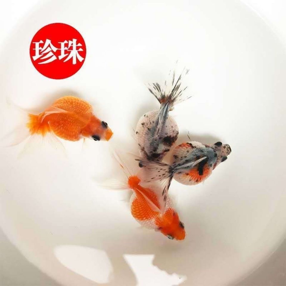 珍珠金鱼活鱼观赏鱼冷水淡水皇冠珍珠鱼好养鎏金活体精品包活包邮