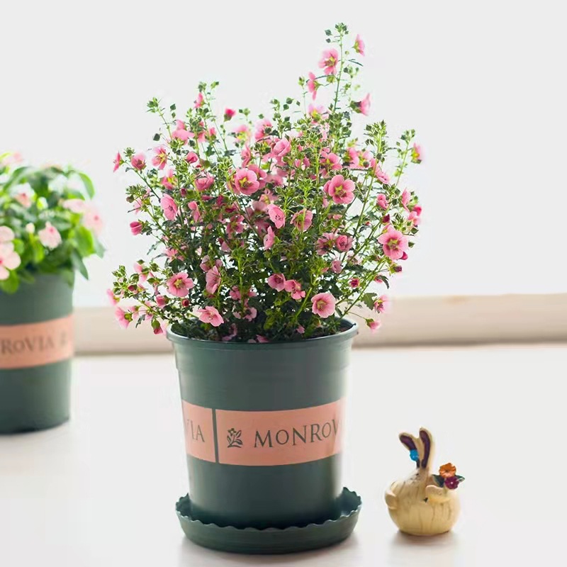 小木槿花盆栽多头多花丰花四季开花阳台绿植灌木多年生花卉植物