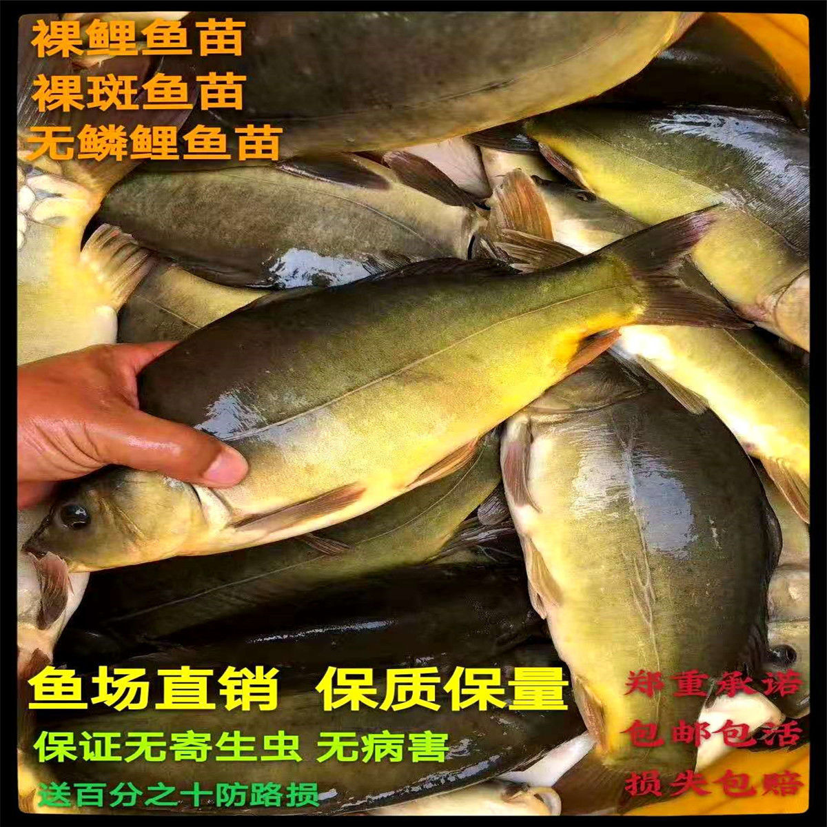 裸鲤鱼苗裸斑鱼苗鲤鱼苗无鳞鱼苗淡水养殖小鱼苗耐活鱼苗放钓鱼苗
