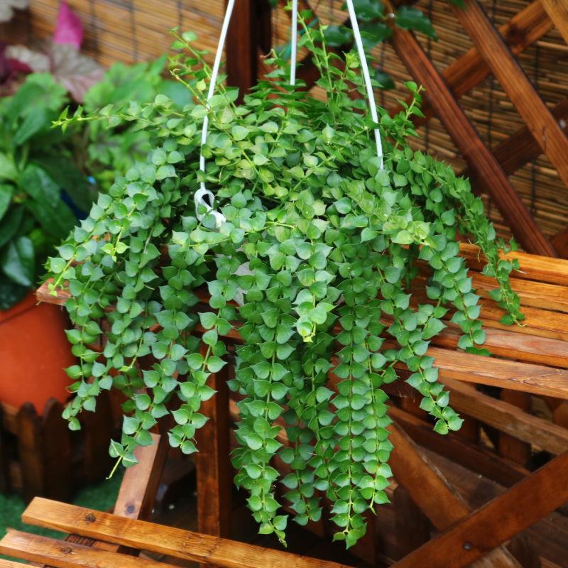 百万心吊兰串钱藤盆栽垂吊观花植物卧室客厅净化空气绿植