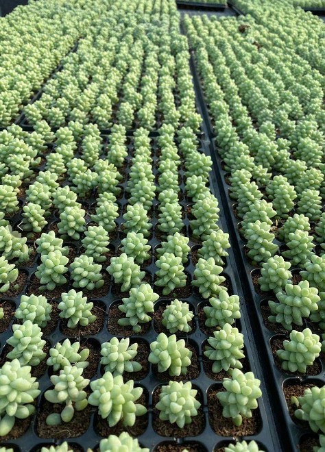 新玉缀玉坠玉缀3-5cm多肉肉肉植物长条单颗 基地直销多肉植物批发