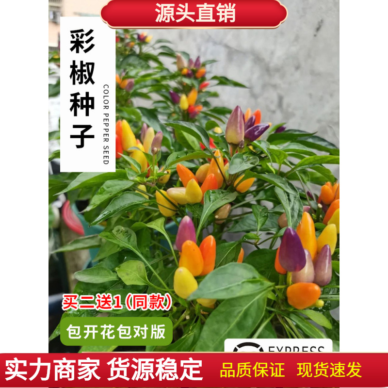五彩椒种子七彩辣椒种籽四季朝天椒辣椒种孑蔬菜种苗小米盆栽南方
