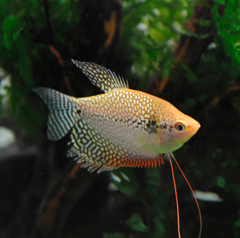 珍珠黄金鱼马甲球鱼批发观赏鱼活体五彩丽丽鱼