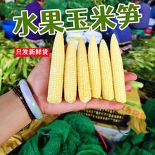 玉米笋水果甜玉米鲜甜小玉米芯即食嫩新鲜现摘餐馆蔬菜批发独立站