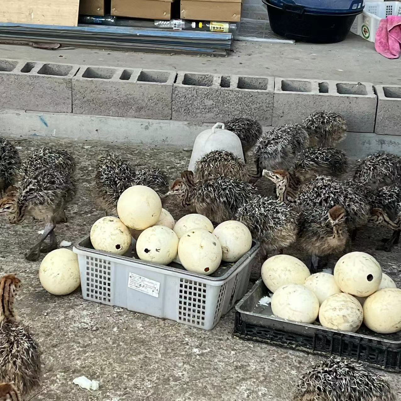 小鸵鸟幼崽 鸵鸟苗活体非洲鸵鸟活体 成年种鸵鸟 可下蛋鸵鸟幼鸟