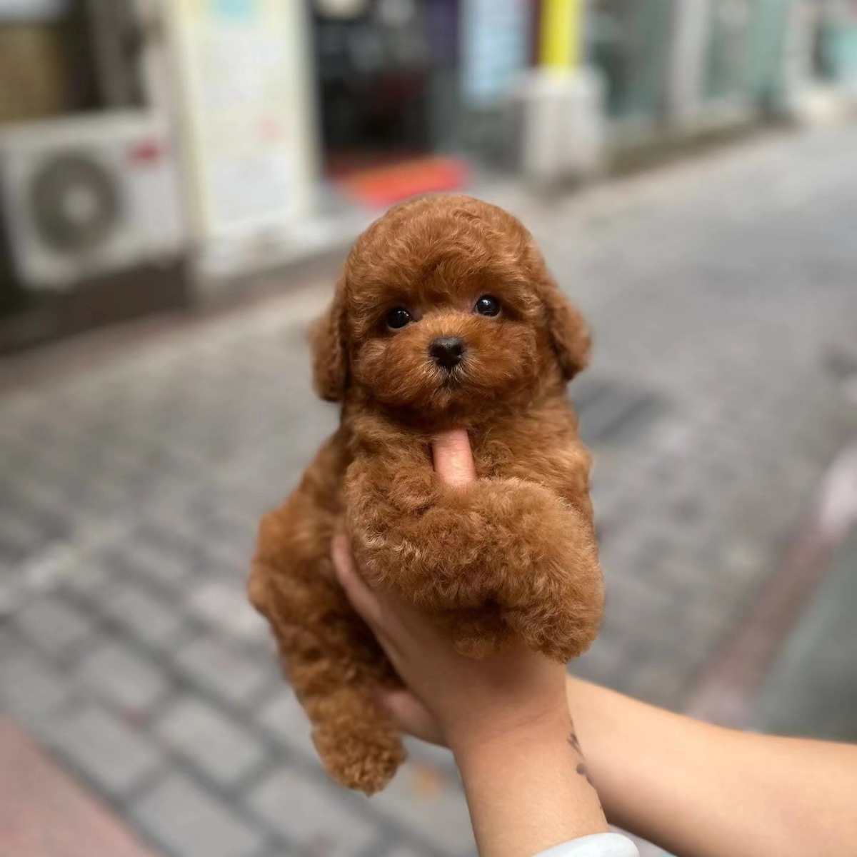 纯种泰迪幼犬活体茶杯犬长不大贵宾犬泰迪家养长不大泰迪宠物狗