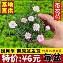 日本 姬月季 姬乙女玫瑰蔷薇迷你微型盆景盆栽四季开花花卉批发