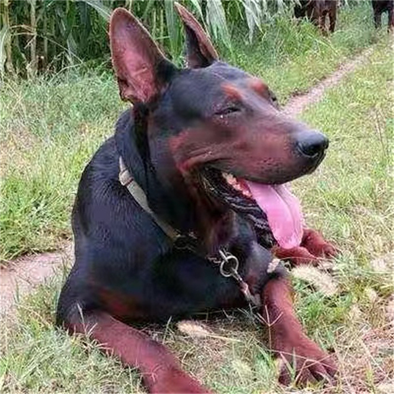 纯种莱州红犬活体幼犬虎头苏联红看家护院大型犬狼狗大型护卫犬纯