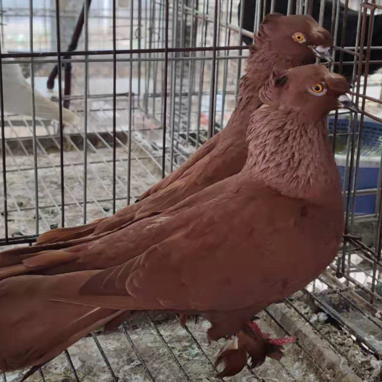 新疆翻翻鸽子价格 筋斗鸽子图片 会翻跟斗的鸽子 白色跟斗鸽图片