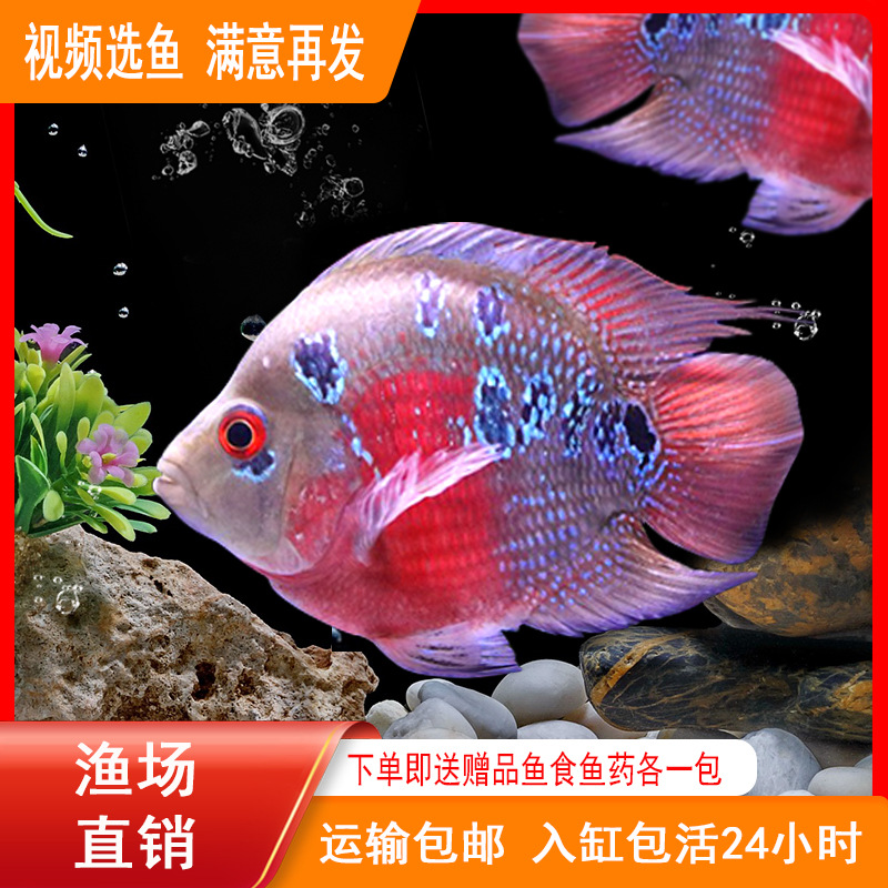 wlb麒麟鹦鹉鱼罗汉鱼招财鱼淡水热带观赏鱼元宝发财鱼罗汉鱼