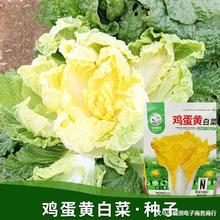 批发菜种 各种瓜果 豆类蔬菜种子 家庭阳台 四季菜园种植品种