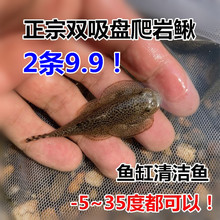 贵州爬岩鳅 冷水清道夫鱼 琵琶鼠 双吸盘吸鳅 除藻吃垃圾擦玻璃