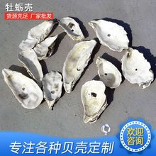 厂家批发中药材生牡蛎壳 水族过滤材料生牡蛎壳 污水过滤生蚝壳