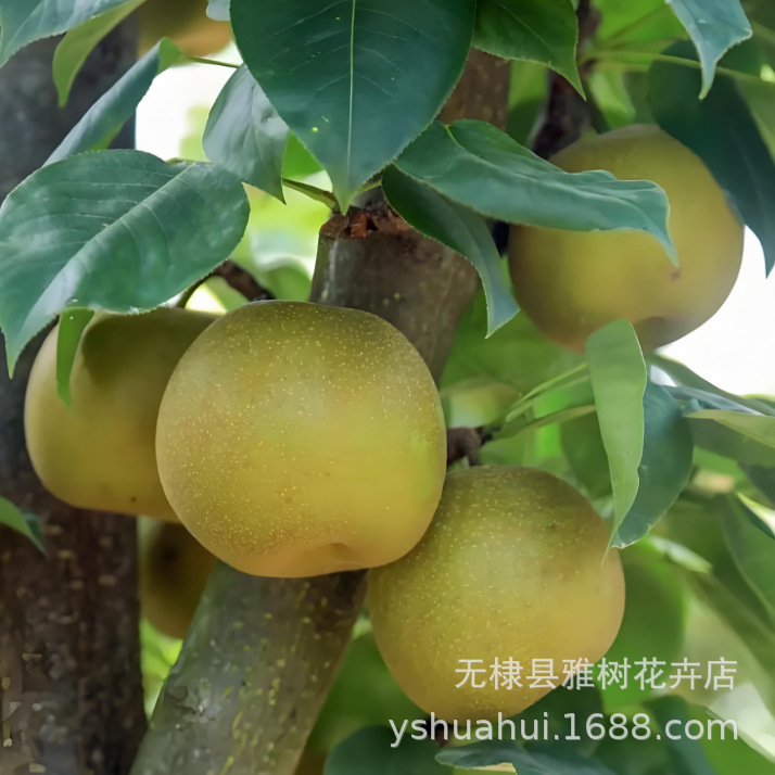 早熟品种梨树果树苗六月雪梨树苗雪梨嫁接苗南方北方种植梨树苗