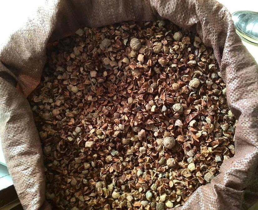 落羽杉种子 落羽松种子 耐盐碱 酸性土到盐碱地都可生长松树种子