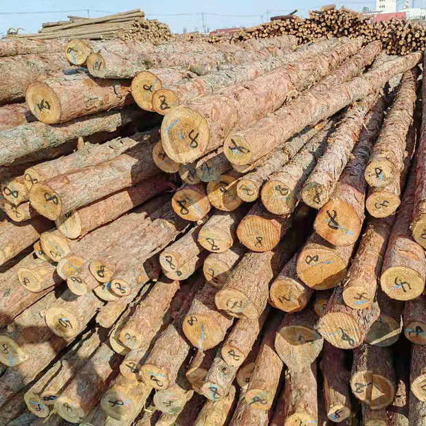 松木桩 河道打桩木落叶松樟子松原木松木桩 绿化支撑防汛松木桩