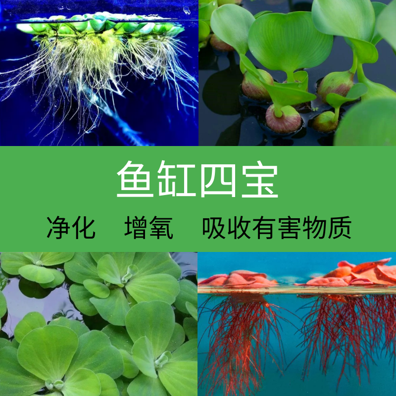 鱼缸水草鱼草真草净化水质绿植水培植物氧气泵增氧泵养鱼造景摆牙