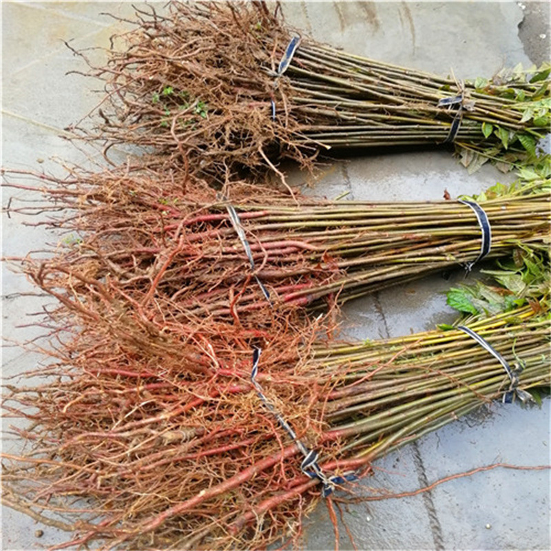 自产自销香椿树苗基地 矮化大棚香椿苗价格 红油香椿苗育苗基地