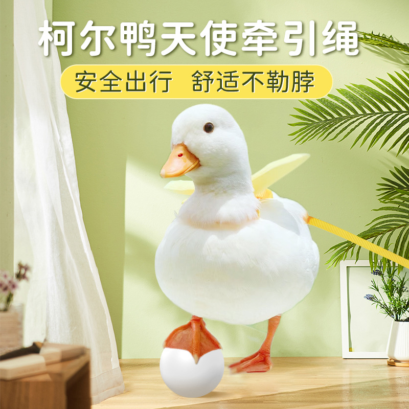 柯尔鸭牵引绳遛鸭子绳胸背带式牵引绳子遛猫绳宠物