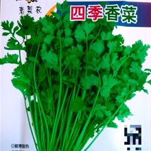 香菜种子盆栽苗大小叶芫荽种籽四季食用阳台香菜籽春蔬菜种籽种孑