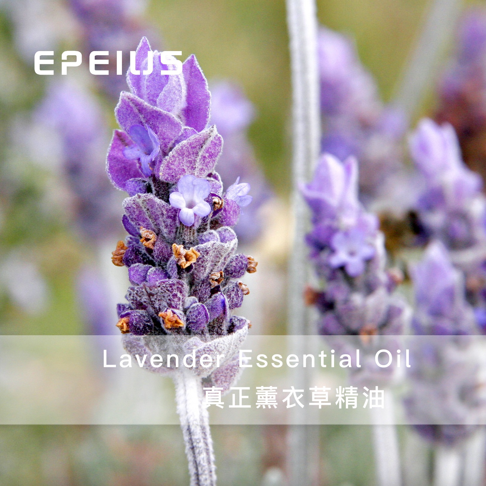 保加利亚 | 有机真正薰衣草精油 精油芳疗单方精油批发