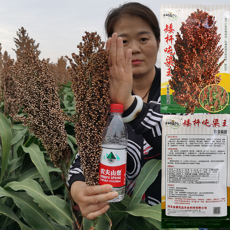 1年孤狼园林品牌相似红高粱种子红缨子红糯矮杆种籽孑酿酒杆子高产