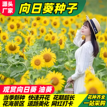 观赏向日葵种子油葵花籽高杆矮杆向日葵种孑室外阳台花海花种子