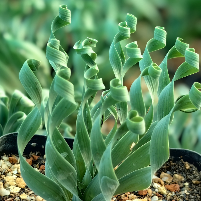 大棚基地弹叶多肉植物块根球形宽叶弹簧草超弹花卉绿植园艺盆栽