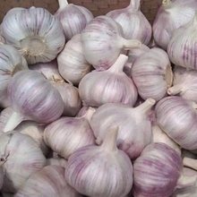 新干整箱大蒜今年新5蔬菜当季蒜大蒜头大蒜头斤250g农家紫白皮起
