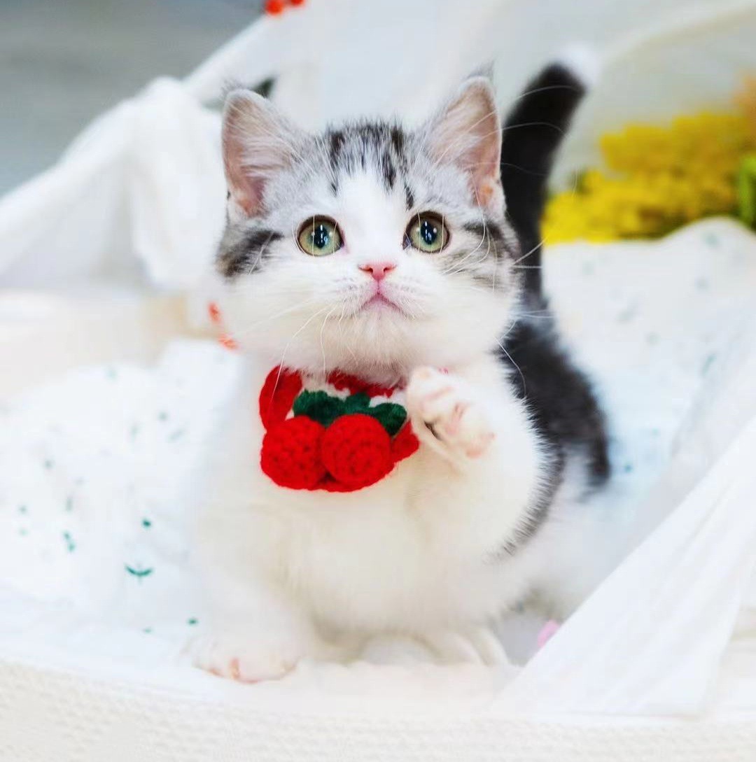 纯种美短猫虎斑美短加白起司美国短毛猫折耳猫幼崽宠物猫咪活物