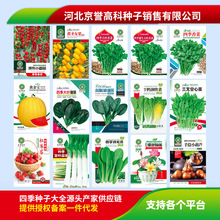 公司批发四季蔬菜花卉种子200多个品供应链蔬菜花卉种子一件代发