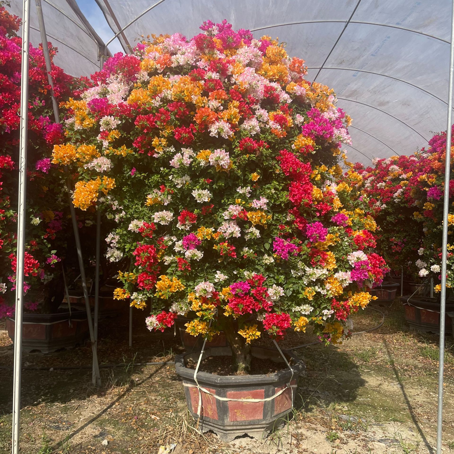 泰国五雀多色三角梅桩景 别墅庭院造景树四季开花三角梅叶子花